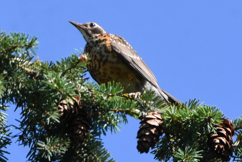 Delta Naturalists Outing to North 40, July 15, 2025