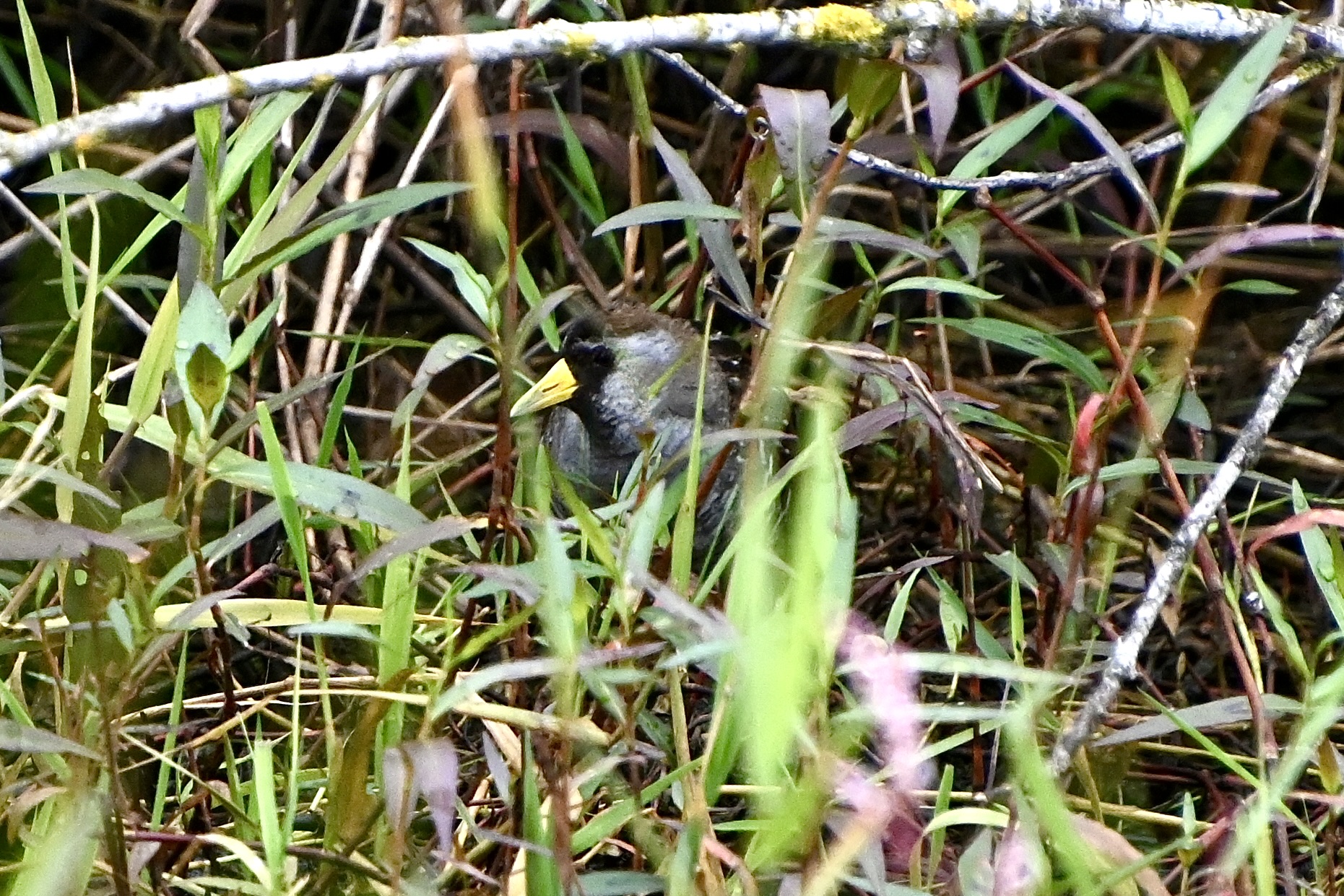 Delta Naturalists Outing to Jackman Wetlands, July 22, 2025