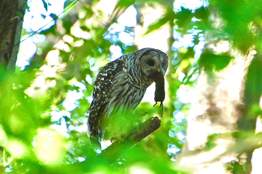 Delta Naturalists Outing to Alaksen National Wildlife Area, July 29,&nbsp;2025