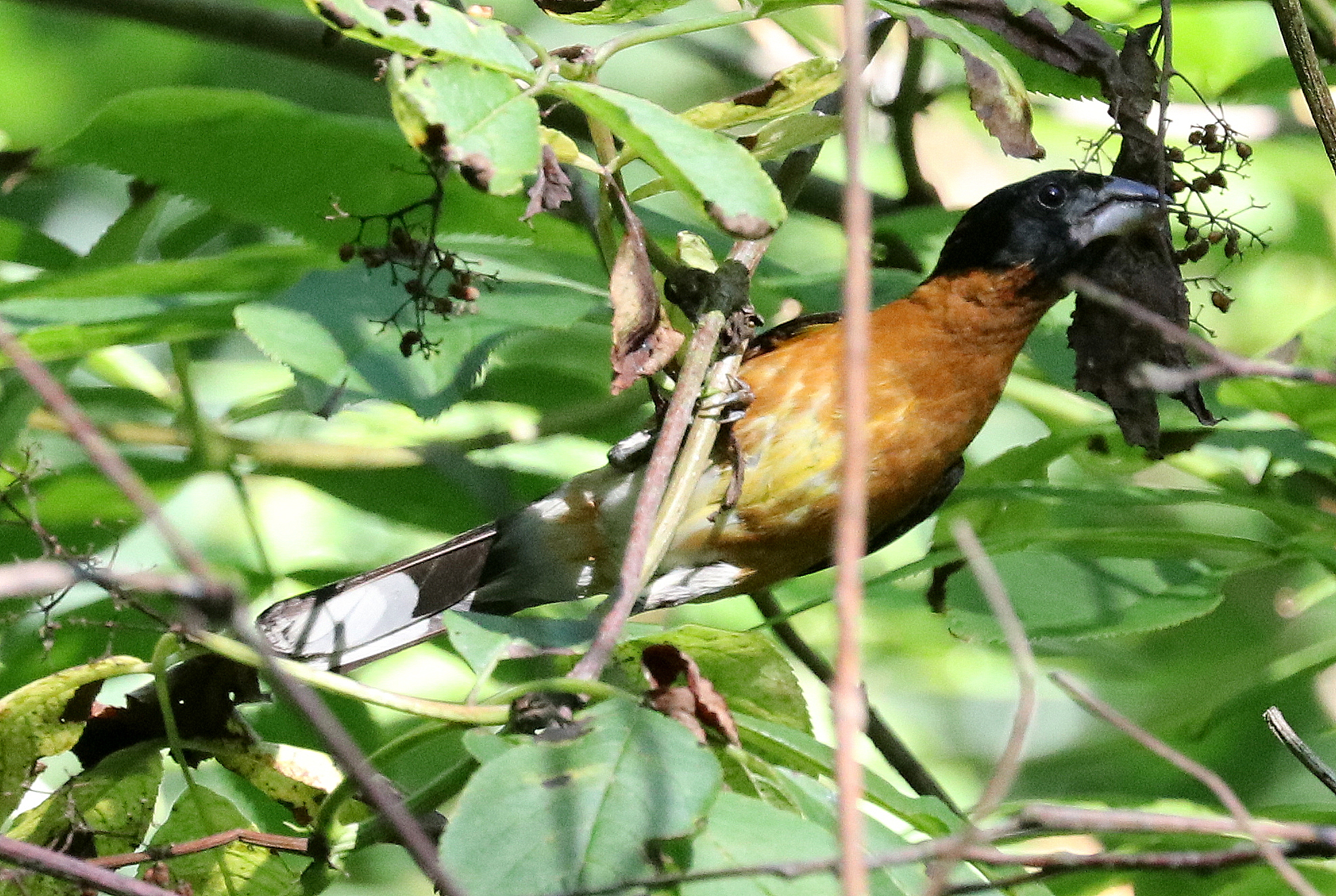 Delta Naturalists Outing to Campbell Valley Regional Park, August 12, 2025