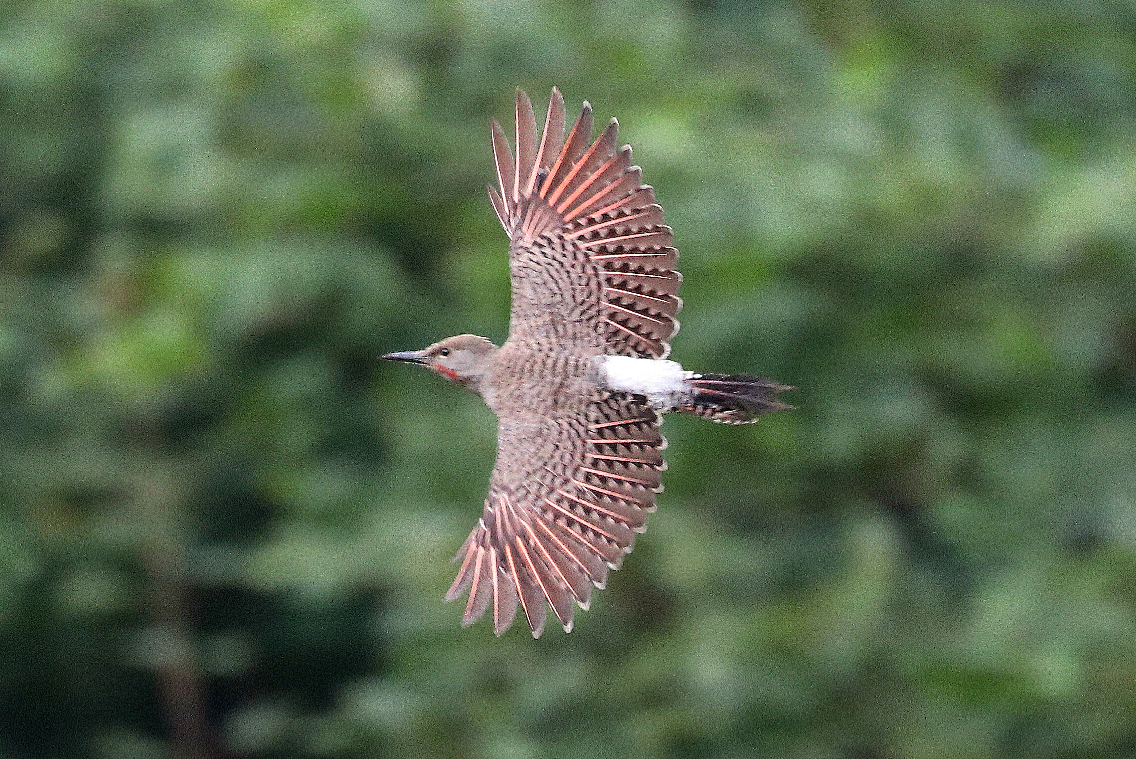Delta Naturalists Outing to Aldergrove Regional Park, August 19, 2025