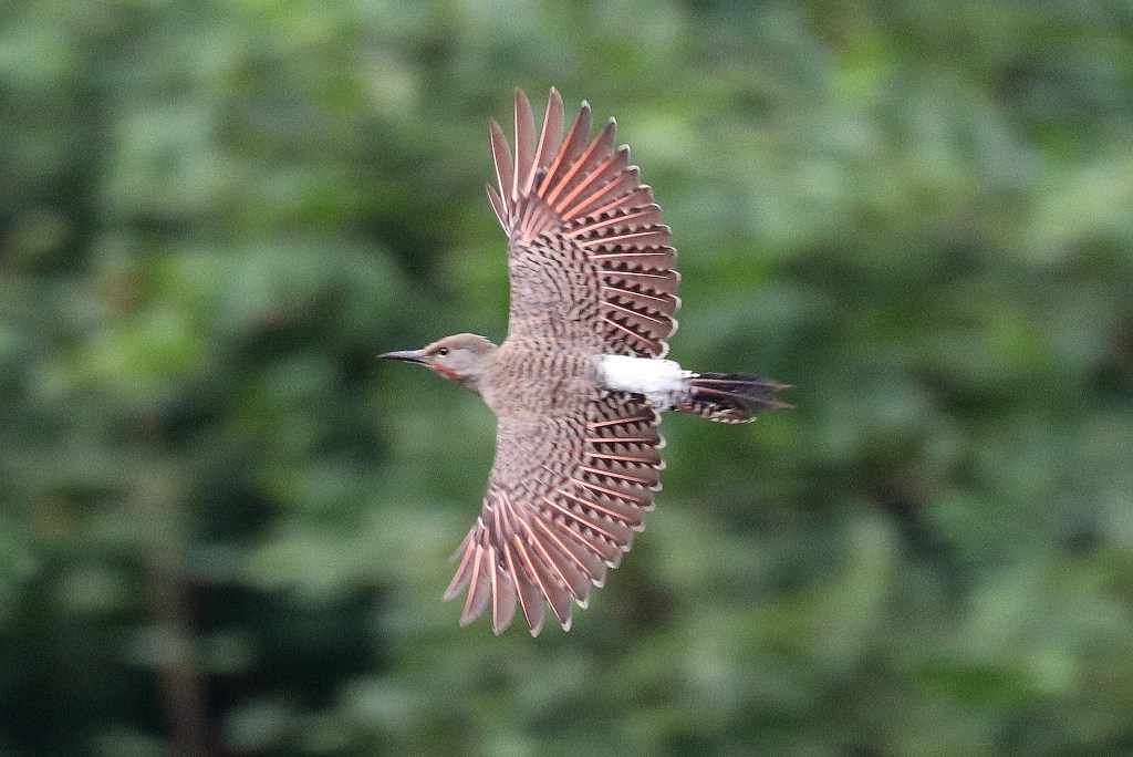 Delta Naturalists Outing to Aldergrove Regional Park, August 19,&nbsp;2025