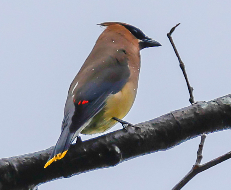 Delta Naturalists Outing to Deas Island Regional Park, August 6,&nbsp;2025