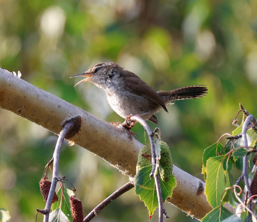 Delta Naturalists Outing to Terra Nova Rural Park, August 27,&nbsp;2025