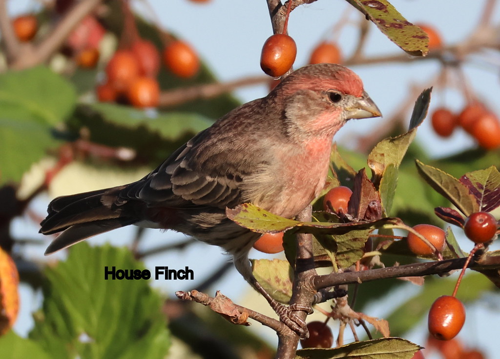 Delta Naturalists Outing to Brunswick Point, September 23,&nbsp;2025