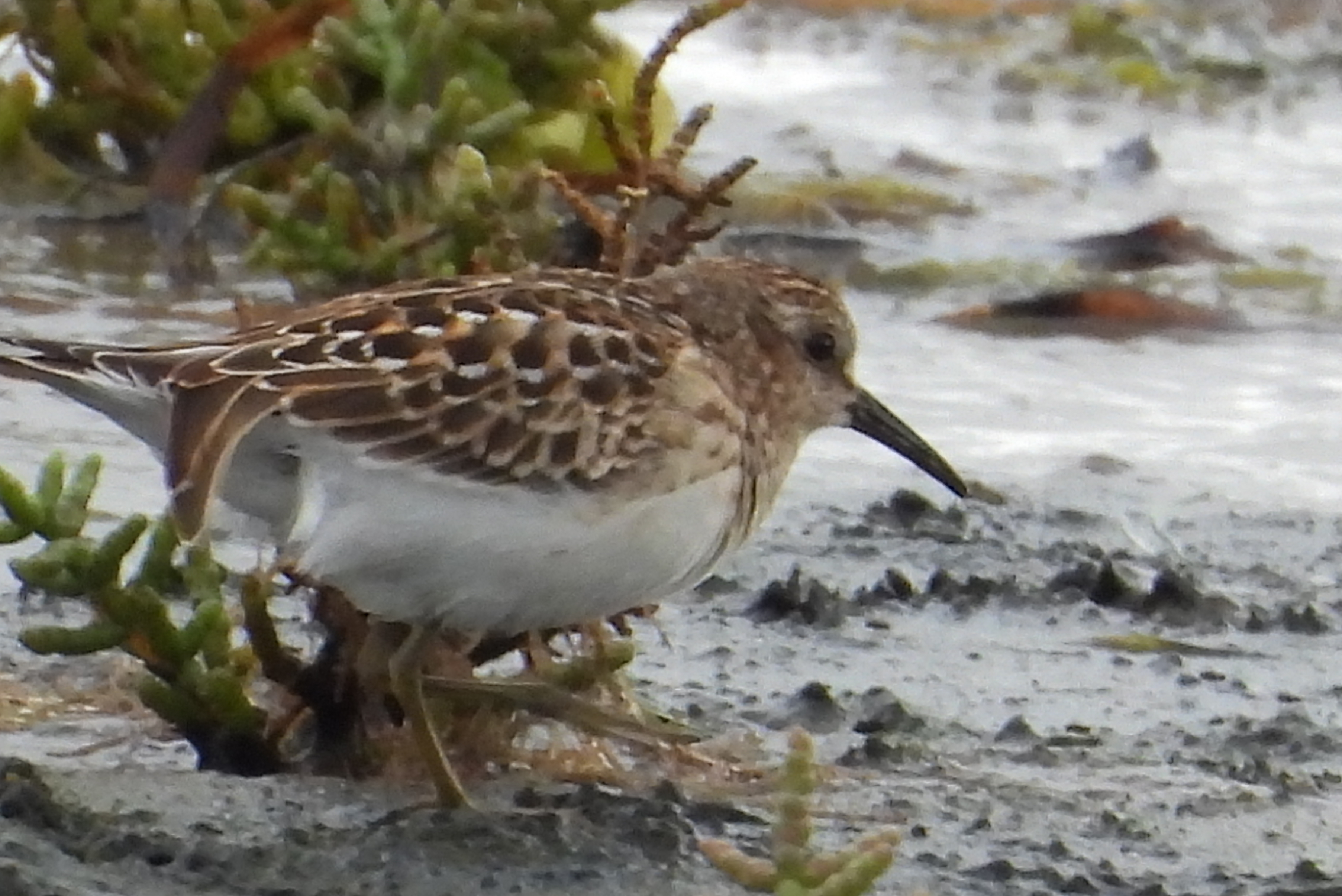 Delta Naturalists Outing to Centennial Beach, September 9, 2025