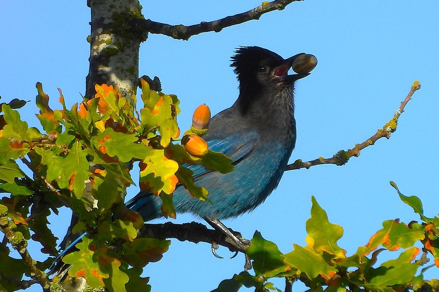 Delta Naturalists Outing to Blackie Spit, September 30,&nbsp;2025