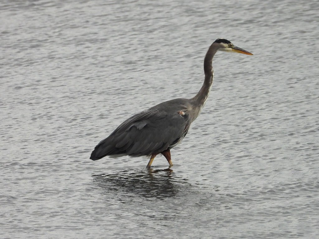 Delta Naturalists Outing to Blackie Spit, October 1, 2025