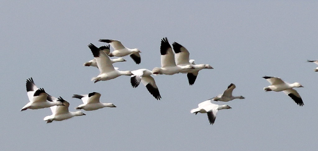 Delta Naturalists Outing to Tsawwassen Ferry Causeway & Reifel, October 7,&nbsp;2025