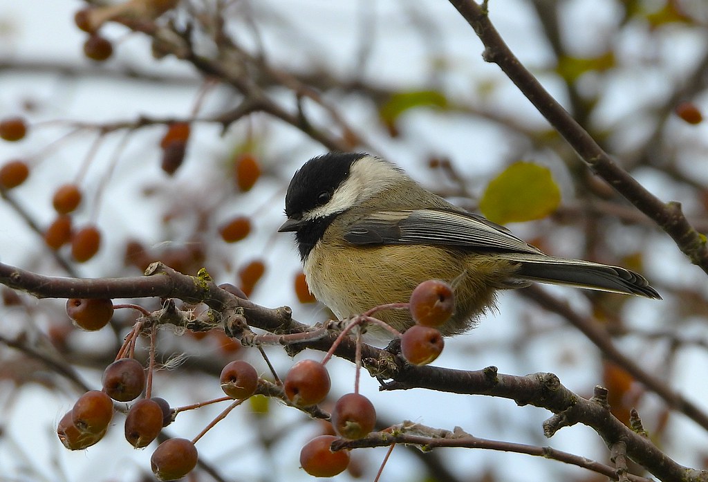 Delta Naturalists Outing to Tsawwassen Ferry Causeway & Reifel, October 8,&nbsp;2025