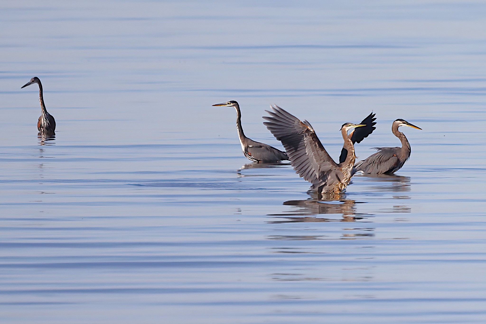 Delta Naturalists Outing to Iona Beach Regional Park, October 14, 2025