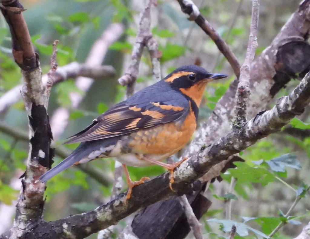 Delta Naturalists Outing to Terra Nova, October 21,&nbsp;2025