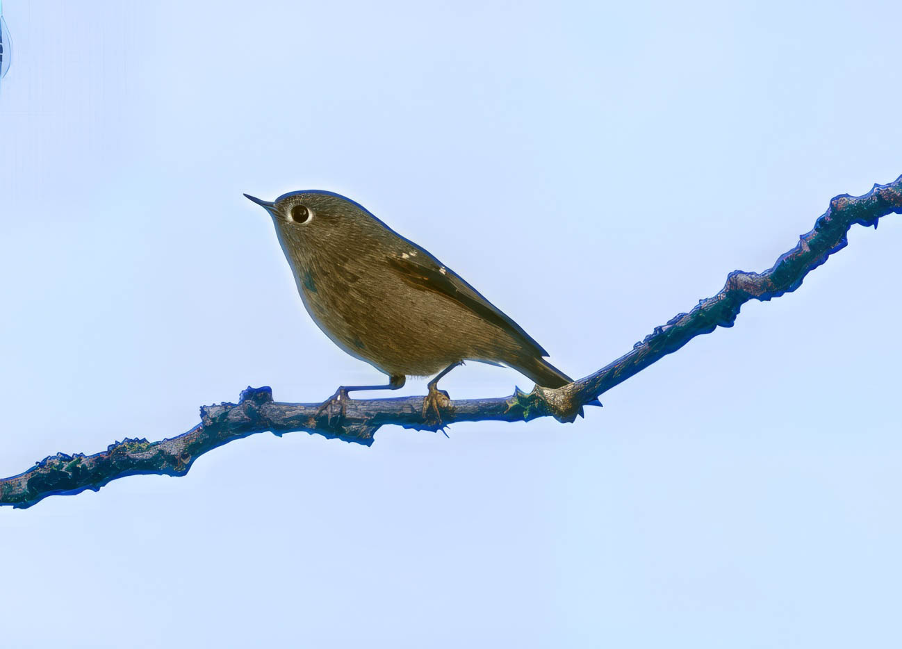 Delta Naturalists Outing to Ladner Harbour Park, October 29, 2025