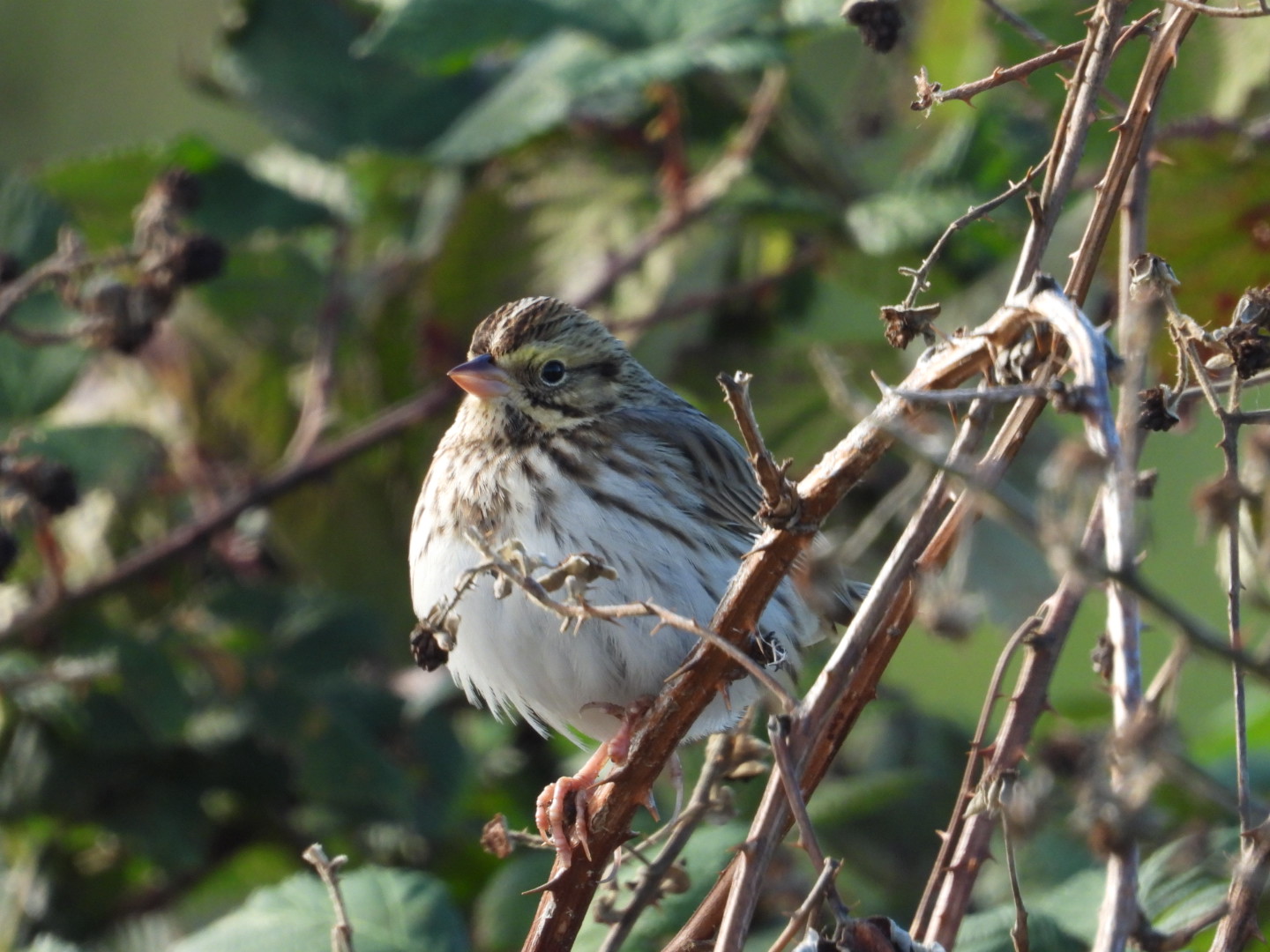 Delta Naturalists Outing to Iona Beach Regional Park, October 15, 2025