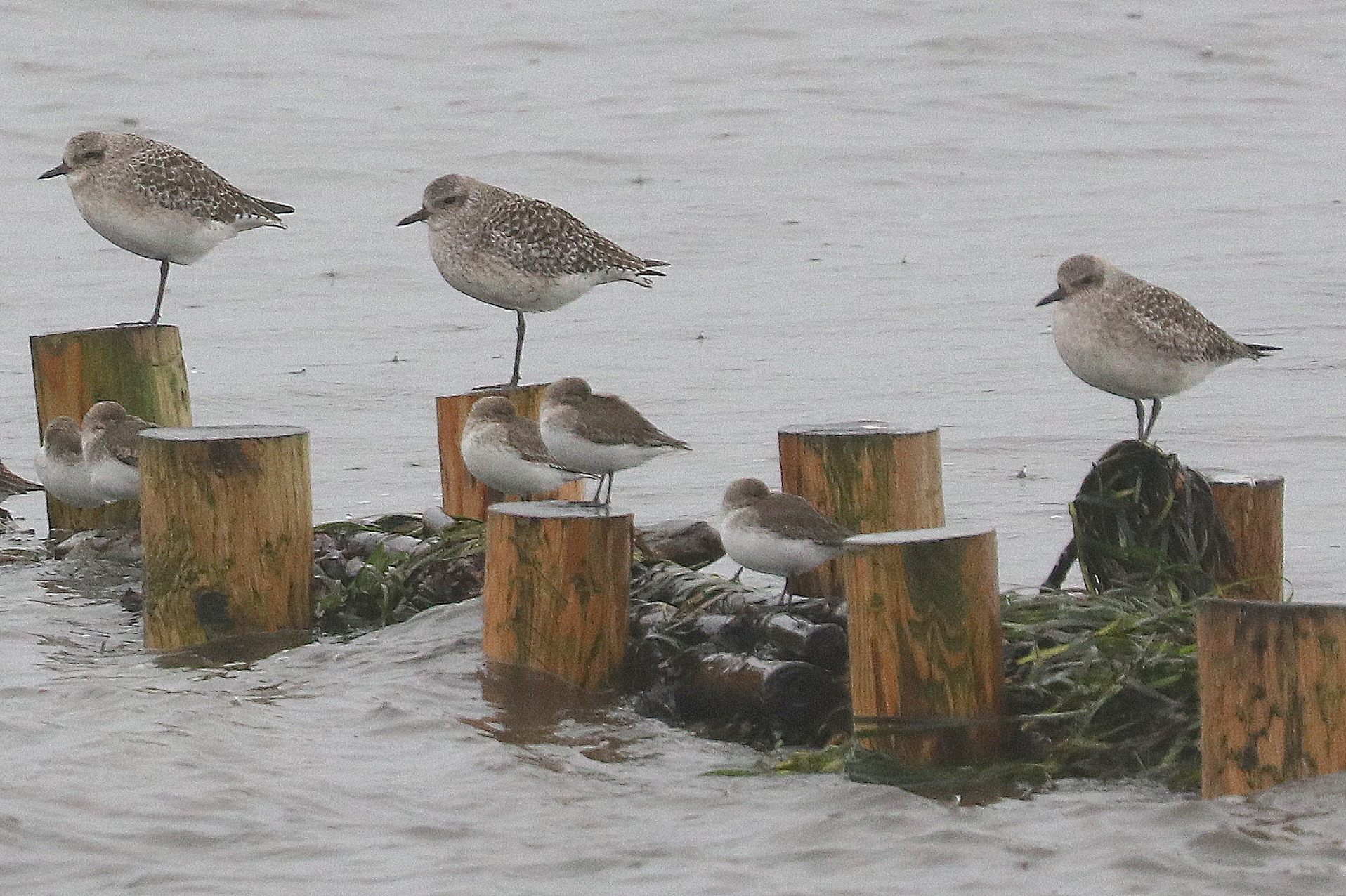 Delta Naturalists Outing to Boundary Bay Dyke at 104th St, November 25, 2025