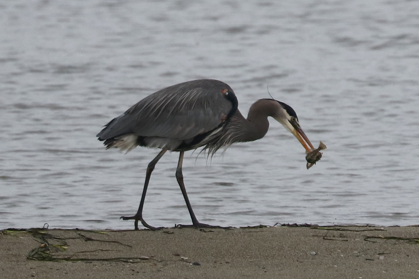 Delta Naturalists Outing to Centennial Beach, November 29, 2025