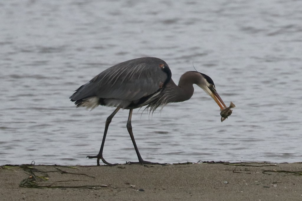 Delta Naturalists Outing to Centennial Beach, November 29,&nbsp;2025
