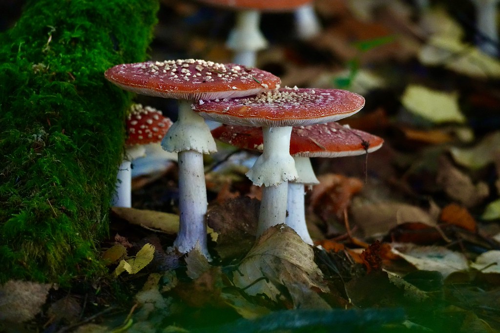 Delta Naturalists Outing to Burnaby Lake & Como Lake, November 4,&nbsp;2025