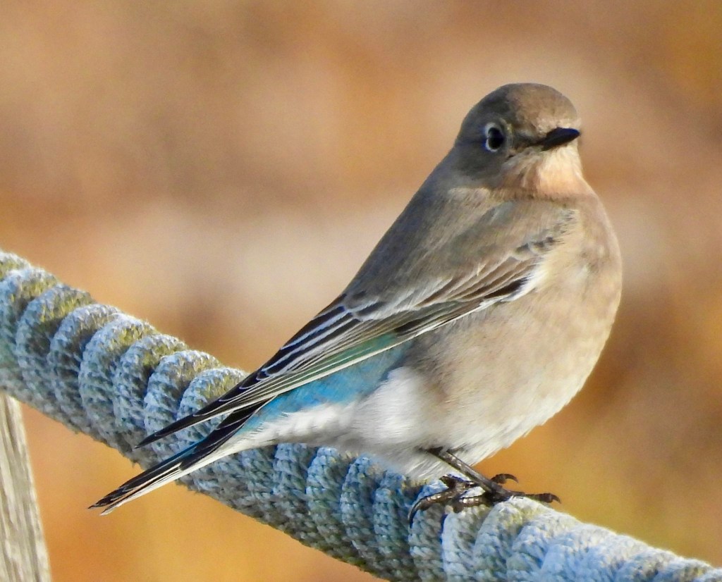 Delta Naturalists Outing to Centennial Beach, November 11,&nbsp;2025