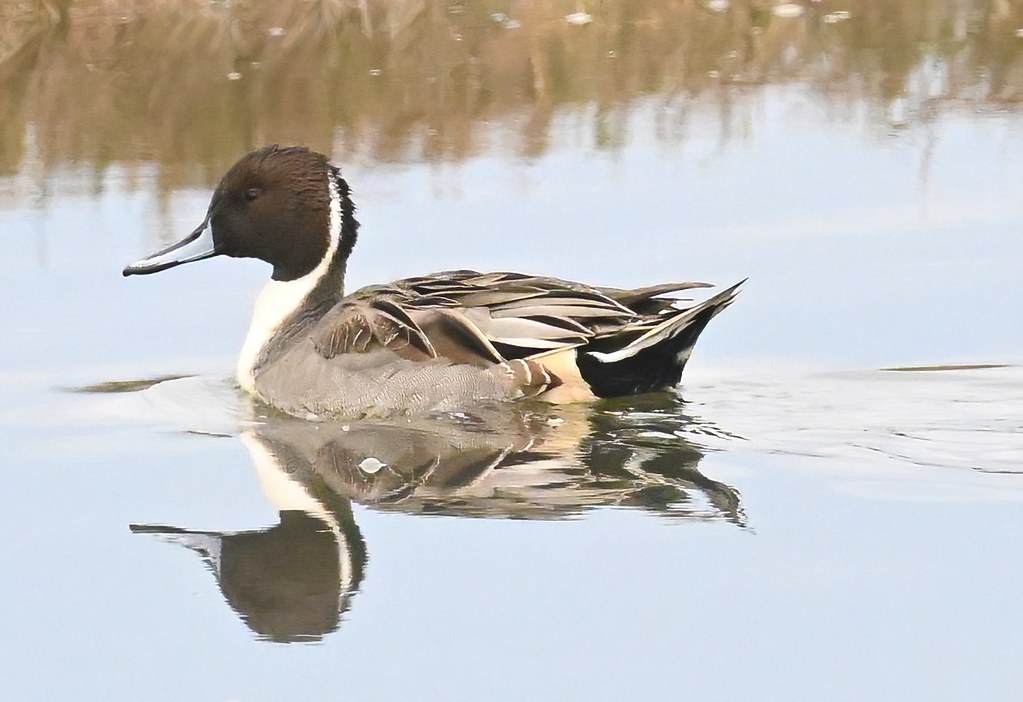 Delta Naturalists Outing to Centennial Beach, November 12,&nbsp;2025