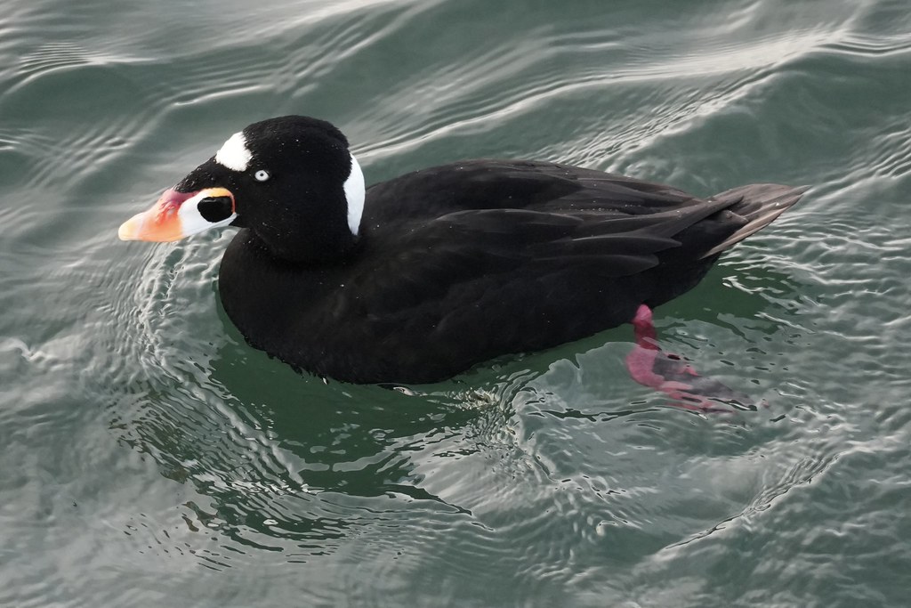 Delta Naturalists Outing to White Rock Pier & Blackie Spit, November 19,&nbsp;2025