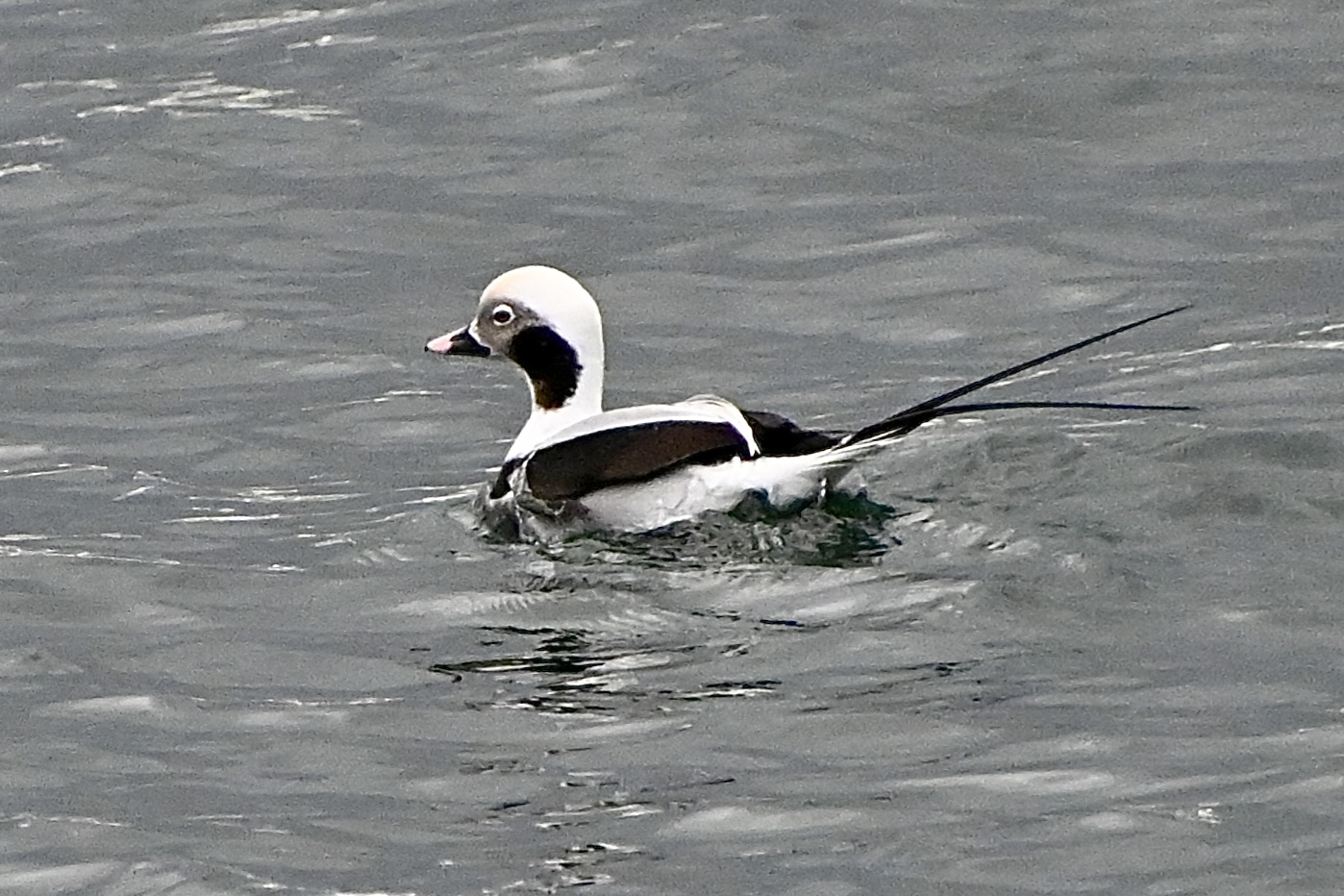 Delta Naturalists Outing to White Rock Pier & Blackie Spit, November 18, 2025