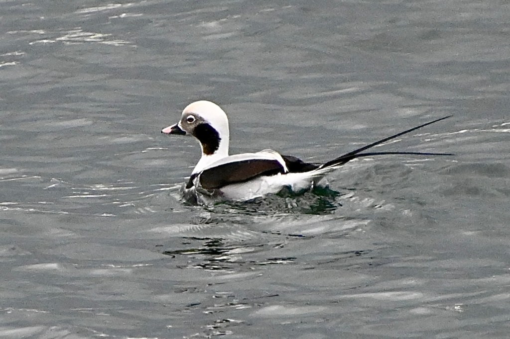 Delta Naturalists Outing to White Rock Pier & Blackie Spit, November 18,&nbsp;2025