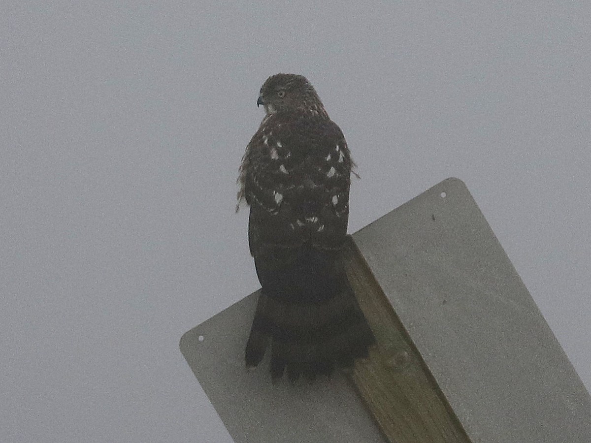 Delta Naturalists Outing to Boundary Bay Dyke at 64th, December 30,&nbsp;2025