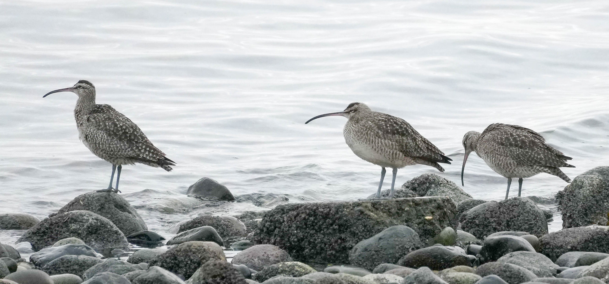 Delta Naturalists Outing to Tsawwassen Ferry Causeway & Reifel, December 2, 2025