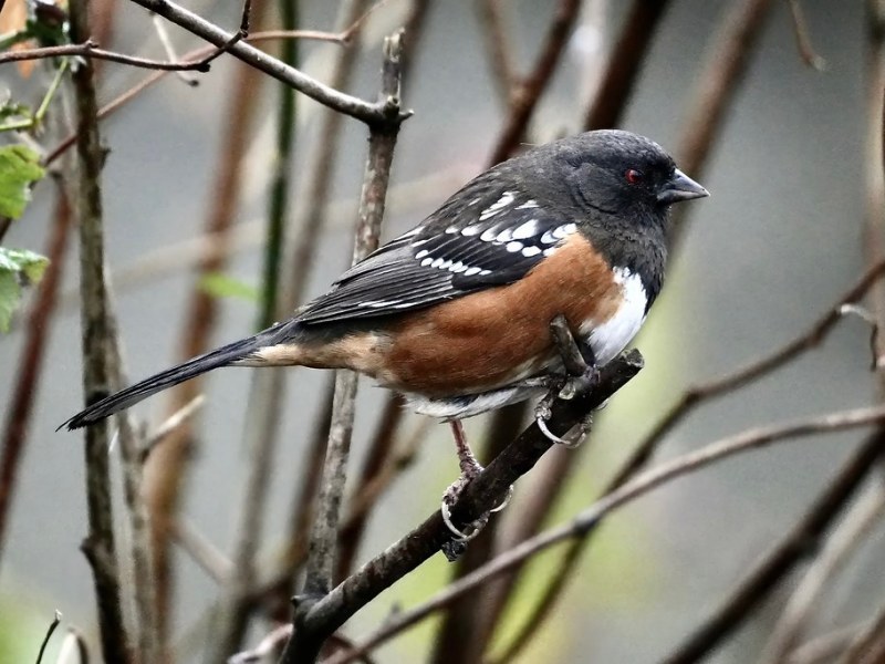 Delta Naturalists Outing to Tsawwassen Ferry Causeway & Reifel, December 3,&nbsp;2025
