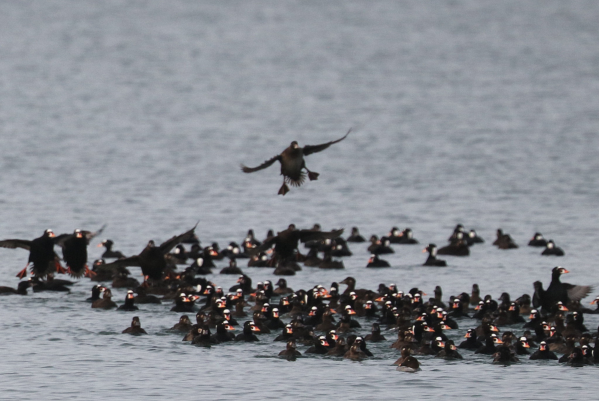 Delta Naturalists Outing to Stanley Park, December 9, 2025