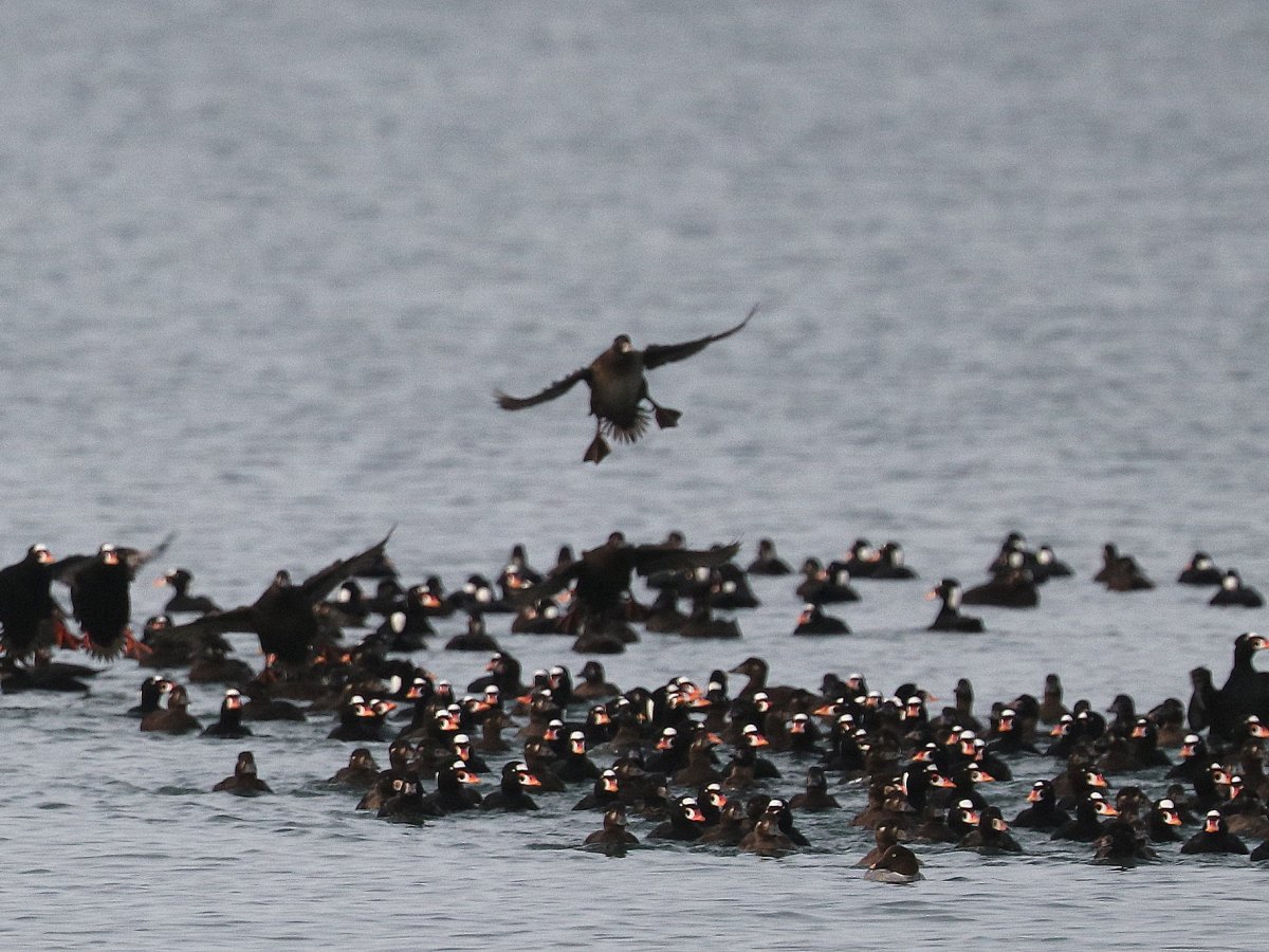 Delta Naturalists Outing to Stanley Park, December 9,&nbsp;2025
