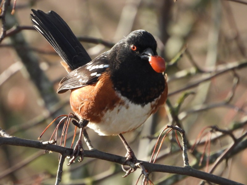 Delta Naturalists Outing to Brunswick Point, December 17,&nbsp;2025