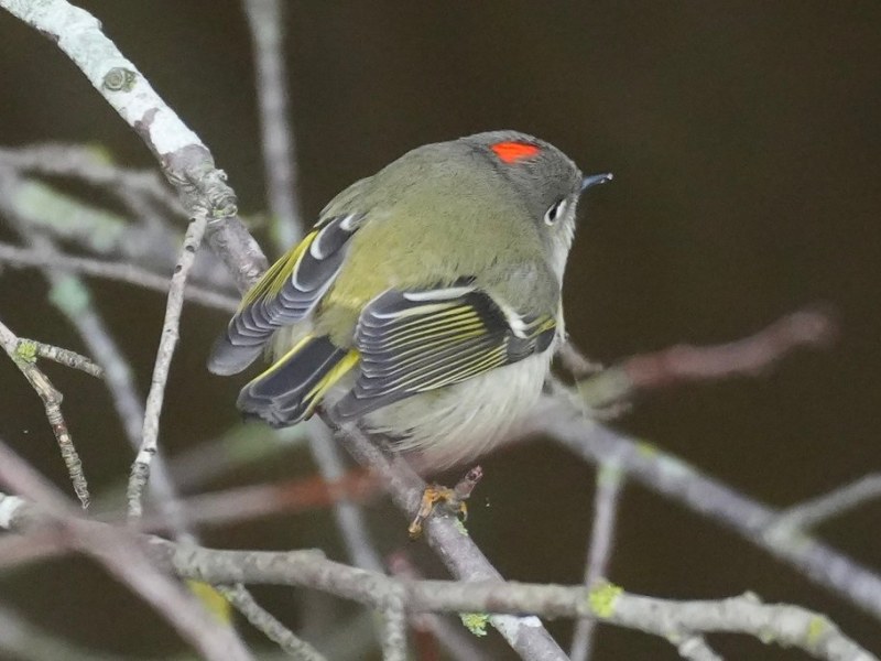 Delta Naturalists Outing to Boundary Bay Dyke at 64th, December 31,&nbsp;2025