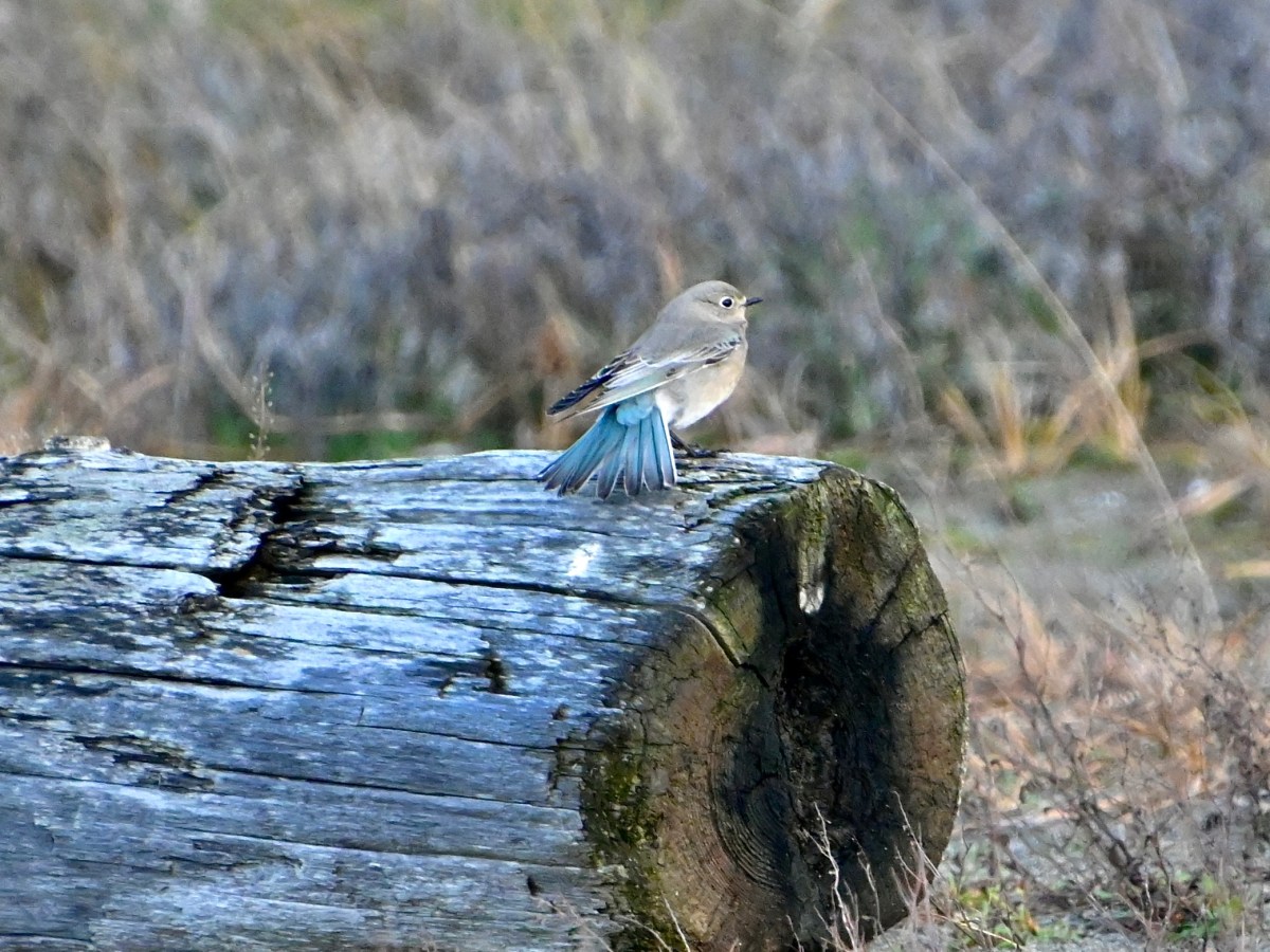 Delta Naturalists Outing to Centennial Beach, December 23,&nbsp;2025