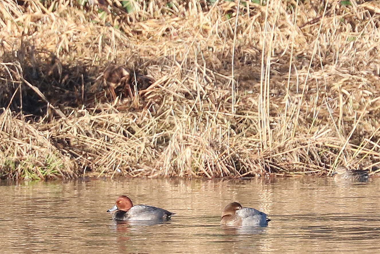 Delta Naturalists Outing to Surrey Lake & Green Timbers, January 5, 2026