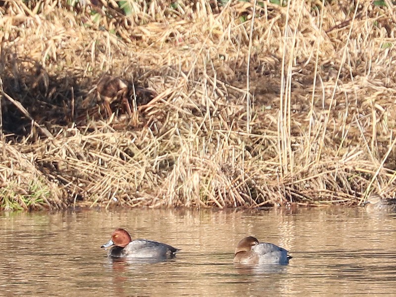 Delta Naturalists Outing to Surrey Lake & Green Timbers, January 5,&nbsp;2026