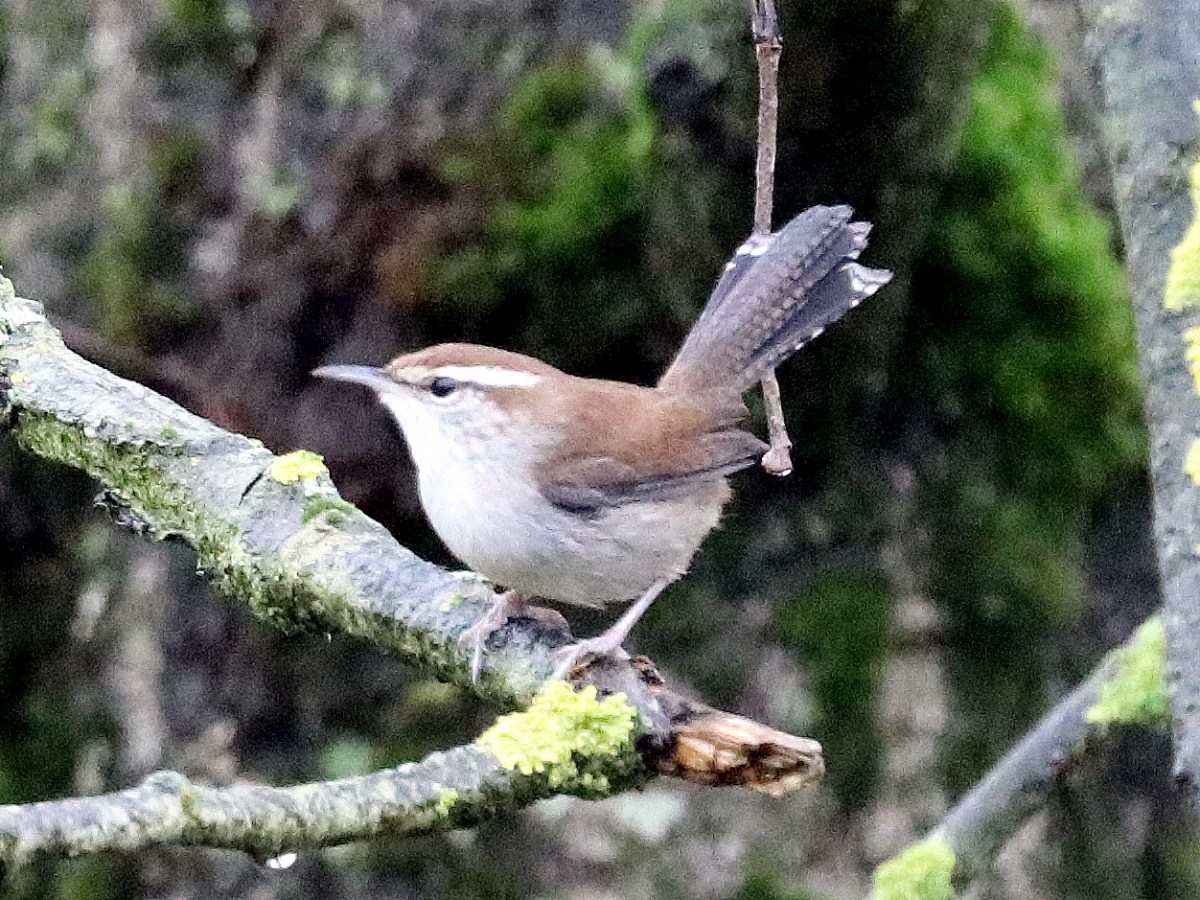 Delta Naturalists Outing to Jackman Wetlands & Aldergrove Regional Park, January 13,&nbsp;2026