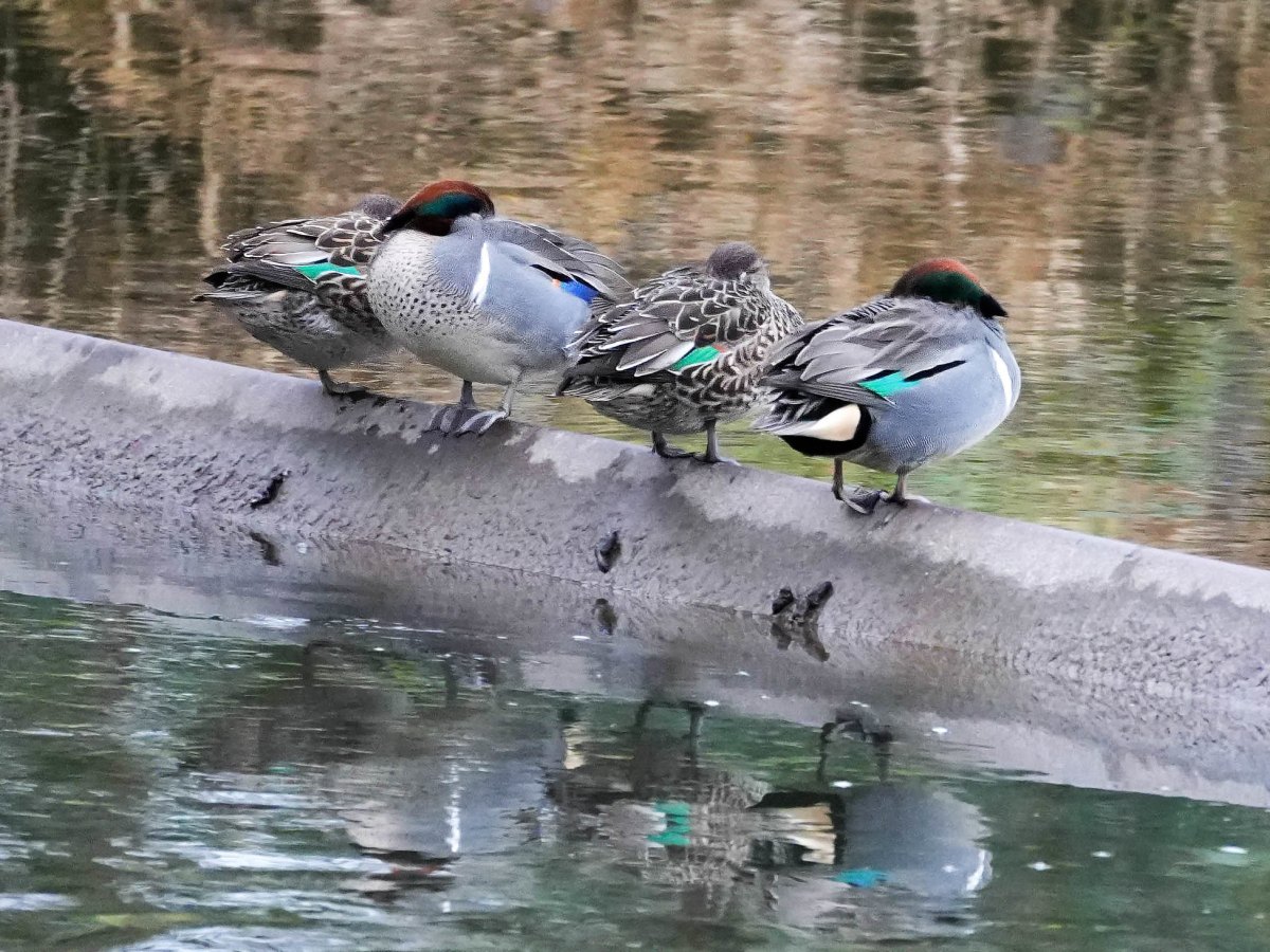 Delta Naturalists Outing to Surrey Lake & Green Timbers, January 7,&nbsp;2026