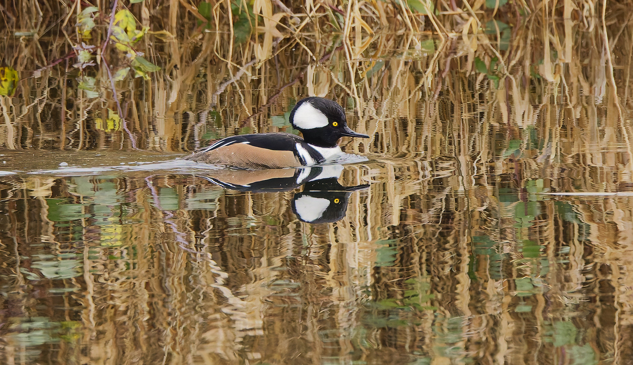Delta Naturalists Outing to Jackman Wetlands & Aldergrove Regional Park, January 14, 2026