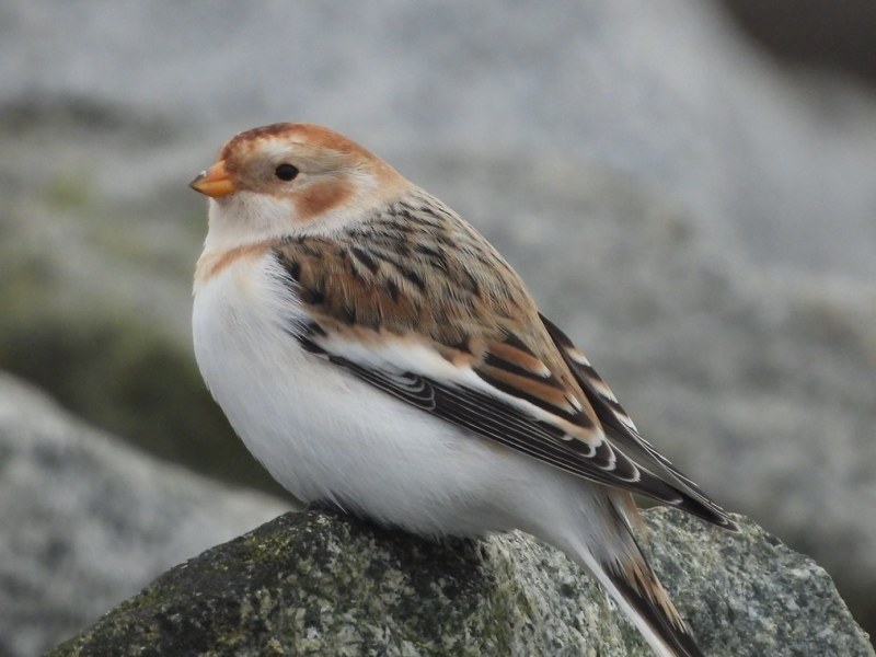 Delta Naturalists Outing to Tsawwassen First Nation Dyke, January 21,&nbsp;2026