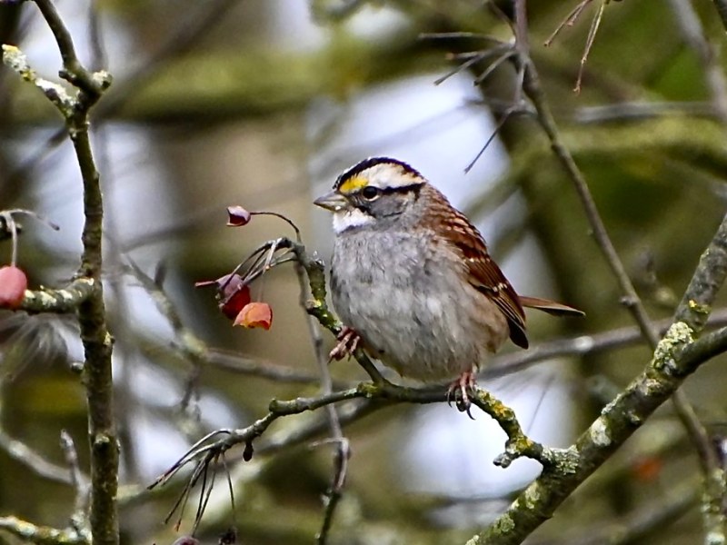 Delta Naturalists Outing to Serpentine Fen, January 27,&nbsp;2026