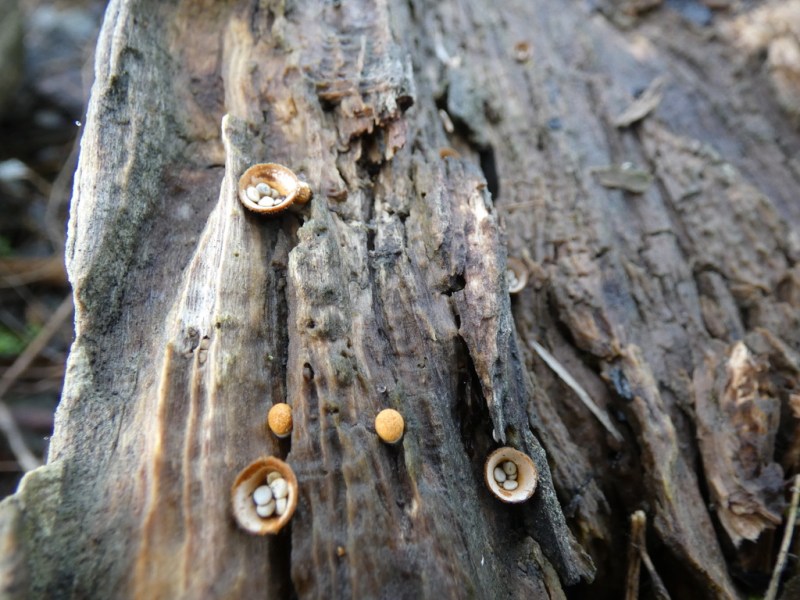 Delta Naturalists Outing to Tsawwassen First Nation Dyke, January 20,&nbsp;2026