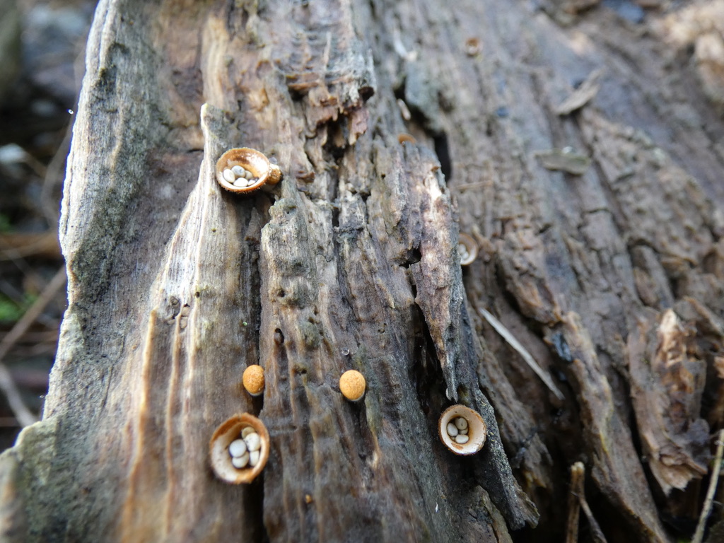 Delta Naturalists Outing to Tsawwassen First Nation Dyke, January 20, 2026