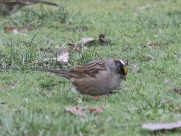 Delta Naturalists Outing to Centennial Beach, February 17,&nbsp;2026