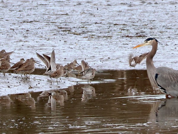 Delta Naturalists Outing to White Rock & Blackie Spit, February 4,&nbsp;2026