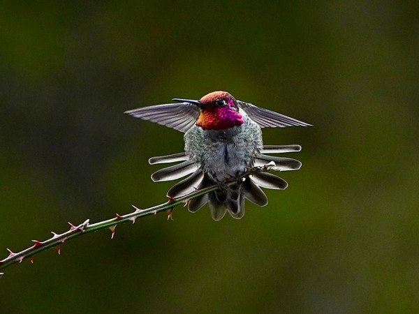 Delta Naturalists Outing to White Rock & Blackie Spit, February 3,&nbsp;2026