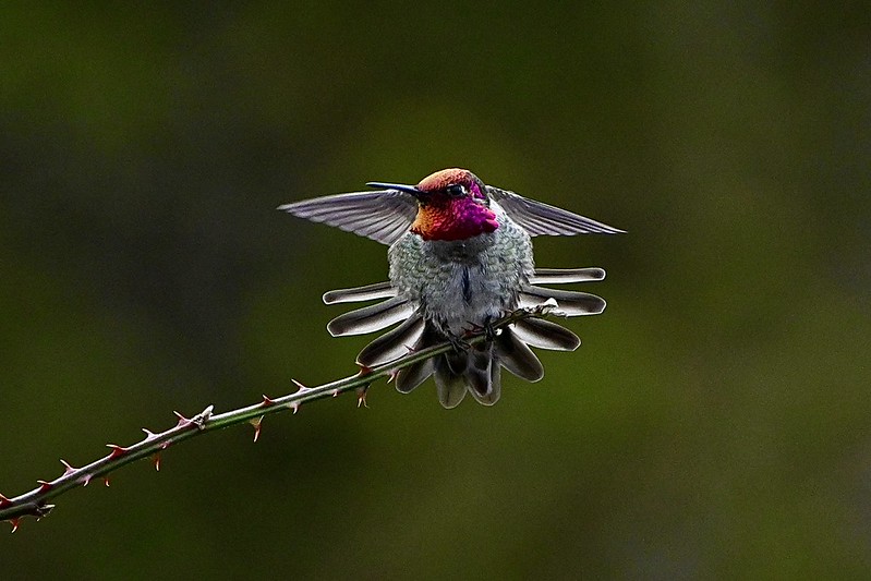 Delta Naturalists Outing to White Rock & Blackie Spit, February 3,&nbsp;2026