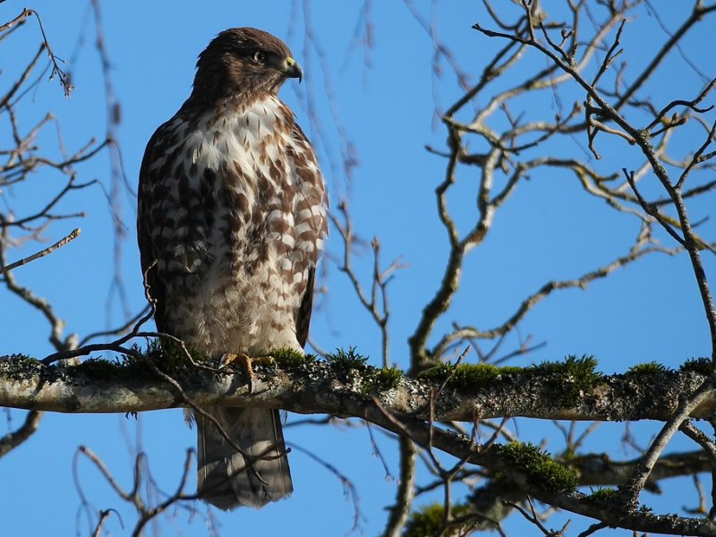 Delta Naturalists Outing to Terra Nova, February 24,&nbsp;2026