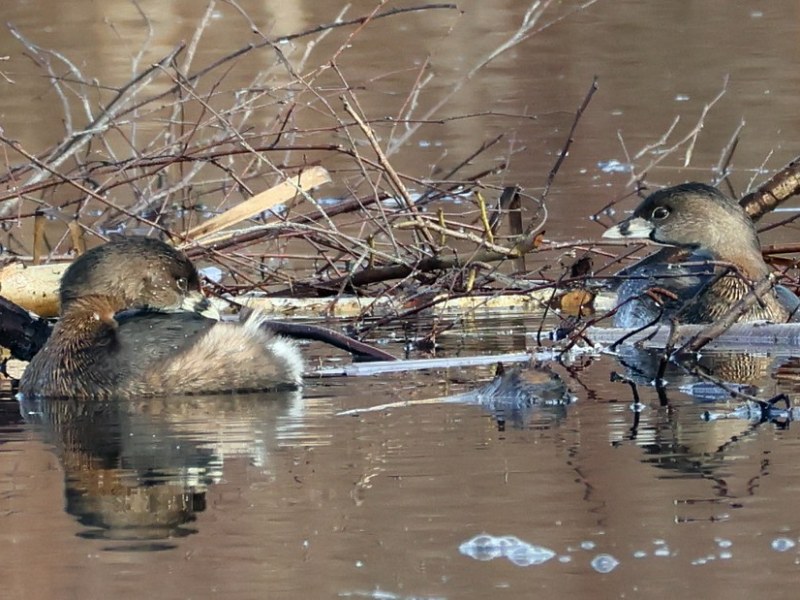 Delta Naturalists Outing to Terra Nova, February 25,&nbsp;2026